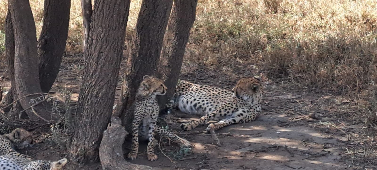 The Great Migration: Safari Tanzania · 8 Days / 7 Nights