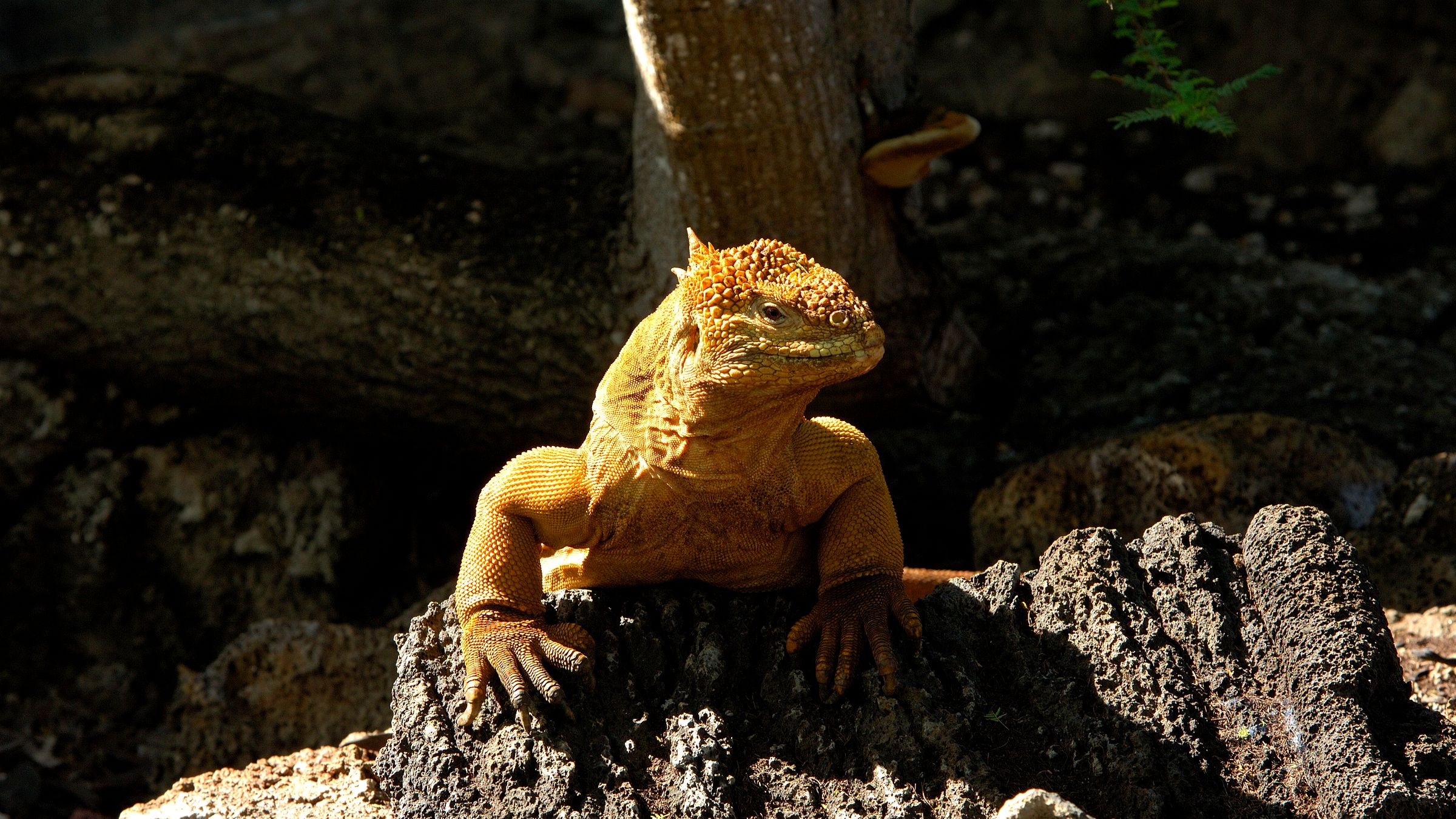 Galápagos: A Unique Experience in Ecuador’s Enchanted Islands
